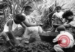 Image of plantation Hawaii USA, 1924, second 22 stock footage video 65675046042