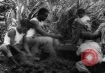 Image of plantation Hawaii USA, 1924, second 23 stock footage video 65675046042