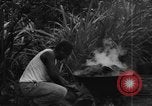 Image of plantation Hawaii USA, 1924, second 37 stock footage video 65675046042