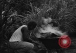 Image of plantation Hawaii USA, 1924, second 38 stock footage video 65675046042