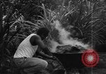 Image of plantation Hawaii USA, 1924, second 39 stock footage video 65675046042