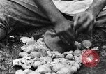 Image of plantation Hawaii USA, 1924, second 54 stock footage video 65675046042