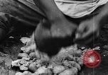 Image of plantation Hawaii USA, 1924, second 55 stock footage video 65675046042
