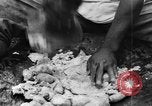Image of plantation Hawaii USA, 1924, second 57 stock footage video 65675046042