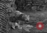 Standbild Polar Bear Cub Milwaukee Wisconsin USA, 1934, aus Sekunde 3 historischem Filmmaterial Videoclip 65675046052