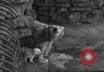 Standbild Polar Bear Cub Milwaukee Wisconsin USA, 1934, aus Sekunde 4 historischem Filmmaterial Videoclip 65675046052