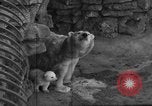 Standbild Polar Bear Cub Milwaukee Wisconsin USA, 1934, aus Sekunde 5 historischem Filmmaterial Videoclip 65675046052