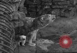 Standbild Polar Bear Cub Milwaukee Wisconsin USA, 1934, aus Sekunde 6 historischem Filmmaterial Videoclip 65675046052