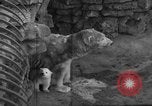 Standbild Polar Bear Cub Milwaukee Wisconsin USA, 1934, aus Sekunde 7 historischem Filmmaterial Videoclip 65675046052