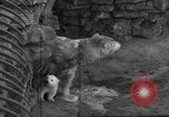 Standbild Polar Bear Cub Milwaukee Wisconsin USA, 1934, aus Sekunde 8 historischem Filmmaterial Videoclip 65675046052