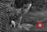 Standbild Polar Bear Cub Milwaukee Wisconsin USA, 1934, aus Sekunde 9 historischem Filmmaterial Videoclip 65675046052