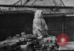 Standbild Polar Bear Cub Milwaukee Wisconsin USA, 1934, aus Sekunde 10 historischem Filmmaterial Videoclip 65675046052