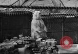 Standbild Polar Bear Cub Milwaukee Wisconsin USA, 1934, aus Sekunde 11 historischem Filmmaterial Videoclip 65675046052
