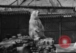 Standbild Polar Bear Cub Milwaukee Wisconsin USA, 1934, aus Sekunde 12 historischem Filmmaterial Videoclip 65675046052