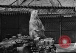 Standbild Polar Bear Cub Milwaukee Wisconsin USA, 1934, aus Sekunde 13 historischem Filmmaterial Videoclip 65675046052