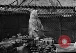 Standbild Polar Bear Cub Milwaukee Wisconsin USA, 1934, aus Sekunde 14 historischem Filmmaterial Videoclip 65675046052