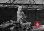 Standbild Polar Bear Cub Milwaukee Wisconsin USA, 1934, aus Sekunde 15 historischem Filmmaterial Videoclip 65675046052