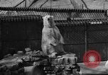 Standbild Polar Bear Cub Milwaukee Wisconsin USA, 1934, aus Sekunde 16 historischem Filmmaterial Videoclip 65675046052