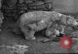 Standbild Polar Bear Cub Milwaukee Wisconsin USA, 1934, aus Sekunde 17 historischem Filmmaterial Videoclip 65675046052