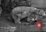 Standbild Polar Bear Cub Milwaukee Wisconsin USA, 1934, aus Sekunde 18 historischem Filmmaterial Videoclip 65675046052