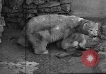 Standbild Polar Bear Cub Milwaukee Wisconsin USA, 1934, aus Sekunde 19 historischem Filmmaterial Videoclip 65675046052