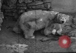 Standbild Polar Bear Cub Milwaukee Wisconsin USA, 1934, aus Sekunde 20 historischem Filmmaterial Videoclip 65675046052