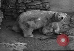 Standbild Polar Bear Cub Milwaukee Wisconsin USA, 1934, aus Sekunde 21 historischem Filmmaterial Videoclip 65675046052