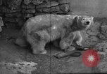 Standbild Polar Bear Cub Milwaukee Wisconsin USA, 1934, aus Sekunde 22 historischem Filmmaterial Videoclip 65675046052