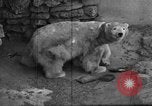 Standbild Polar Bear Cub Milwaukee Wisconsin USA, 1934, aus Sekunde 23 historischem Filmmaterial Videoclip 65675046052