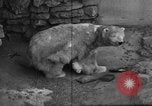 Standbild Polar Bear Cub Milwaukee Wisconsin USA, 1934, aus Sekunde 24 historischem Filmmaterial Videoclip 65675046052