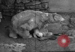 Standbild Polar Bear Cub Milwaukee Wisconsin USA, 1934, aus Sekunde 25 historischem Filmmaterial Videoclip 65675046052