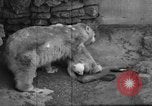 Standbild Polar Bear Cub Milwaukee Wisconsin USA, 1934, aus Sekunde 26 historischem Filmmaterial Videoclip 65675046052