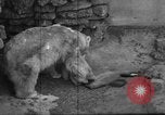 Standbild Polar Bear Cub Milwaukee Wisconsin USA, 1934, aus Sekunde 27 historischem Filmmaterial Videoclip 65675046052