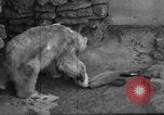 Standbild Polar Bear Cub Milwaukee Wisconsin USA, 1934, aus Sekunde 28 historischem Filmmaterial Videoclip 65675046052