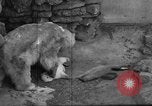 Standbild Polar Bear Cub Milwaukee Wisconsin USA, 1934, aus Sekunde 29 historischem Filmmaterial Videoclip 65675046052