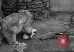 Standbild Polar Bear Cub Milwaukee Wisconsin USA, 1934, aus Sekunde 30 historischem Filmmaterial Videoclip 65675046052