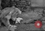 Standbild Polar Bear Cub Milwaukee Wisconsin USA, 1934, aus Sekunde 31 historischem Filmmaterial Videoclip 65675046052