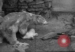 Standbild Polar Bear Cub Milwaukee Wisconsin USA, 1934, aus Sekunde 32 historischem Filmmaterial Videoclip 65675046052