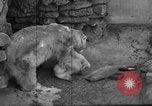 Standbild Polar Bear Cub Milwaukee Wisconsin USA, 1934, aus Sekunde 33 historischem Filmmaterial Videoclip 65675046052