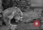 Standbild Polar Bear Cub Milwaukee Wisconsin USA, 1934, aus Sekunde 34 historischem Filmmaterial Videoclip 65675046052