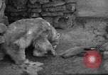 Standbild Polar Bear Cub Milwaukee Wisconsin USA, 1934, aus Sekunde 35 historischem Filmmaterial Videoclip 65675046052