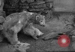 Standbild Polar Bear Cub Milwaukee Wisconsin USA, 1934, aus Sekunde 36 historischem Filmmaterial Videoclip 65675046052
