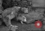 Standbild Polar Bear Cub Milwaukee Wisconsin USA, 1934, aus Sekunde 37 historischem Filmmaterial Videoclip 65675046052