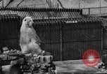 Standbild Polar Bear Cub Milwaukee Wisconsin USA, 1934, aus Sekunde 38 historischem Filmmaterial Videoclip 65675046052