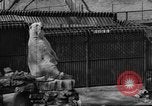 Standbild Polar Bear Cub Milwaukee Wisconsin USA, 1934, aus Sekunde 39 historischem Filmmaterial Videoclip 65675046052