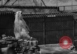 Standbild Polar Bear Cub Milwaukee Wisconsin USA, 1934, aus Sekunde 40 historischem Filmmaterial Videoclip 65675046052