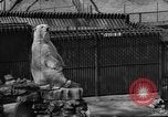 Standbild Polar Bear Cub Milwaukee Wisconsin USA, 1934, aus Sekunde 41 historischem Filmmaterial Videoclip 65675046052