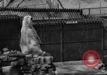 Standbild Polar Bear Cub Milwaukee Wisconsin USA, 1934, aus Sekunde 44 historischem Filmmaterial Videoclip 65675046052