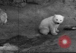 Standbild Polar Bear Cub Milwaukee Wisconsin USA, 1934, aus Sekunde 45 historischem Filmmaterial Videoclip 65675046052