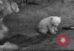 Standbild Polar Bear Cub Milwaukee Wisconsin USA, 1934, aus Sekunde 46 historischem Filmmaterial Videoclip 65675046052